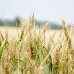 agriculture arable barley blur